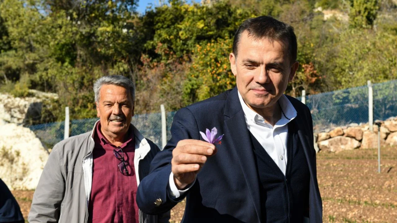 Yenişehir Belediyesinin desteğiyle safran üreticisi sayısı artıyor